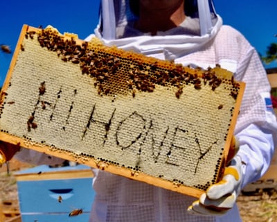 Honey Tasting & Beehive Tour in Waialua