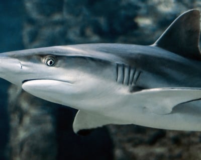 Marathon Catch-and-Release Shark Fishing Charter