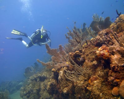 Guided Shore Dive in Rincon