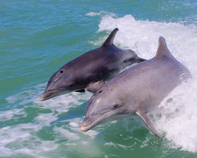 Siesta Key Dolphin Cruise with Mimosas