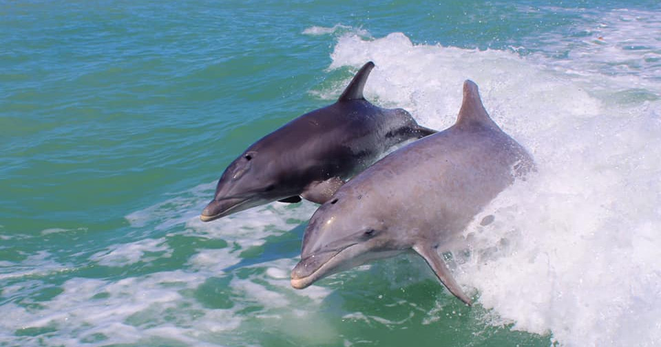 Siesta Key Dolphin Cruise with Mimosas