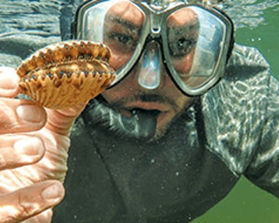 Scalloping Charter in Crystal River