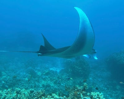 Manta Ray Night Snorkel in Kailua-Kona