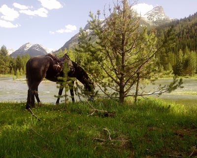 Grand Targhee Horseback Ride: 1–2 Hours