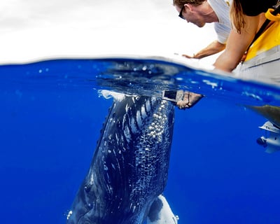 Maui Whale Watch Adventure on Reef Explorer