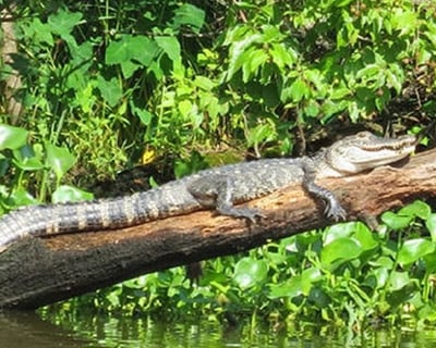 Oak Alley and Whitney Plantations Combo Tour