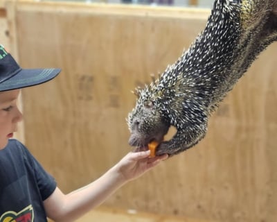 Porcupine Feeding Experience at Eagle Eye Farm
