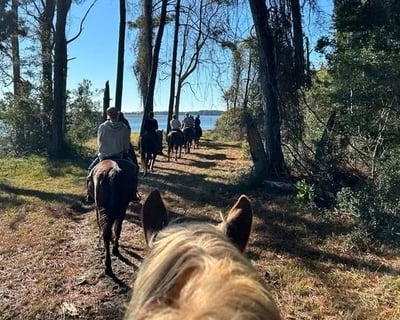 1-Hour Horseback Trail Ride in North Myrtle Beach