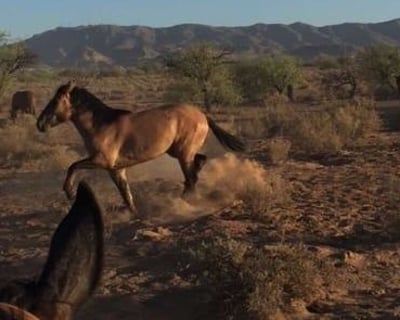 Private 90-Minute Horseback Ride in Chandler