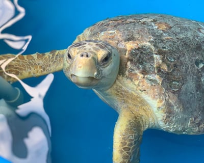 Guided Tour of Loggerhead Marinelife Center's Sea Turtle Hospital