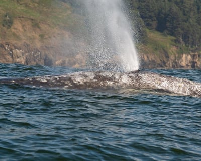 Whale Watching Cruise at Redfish Rocks Reserve