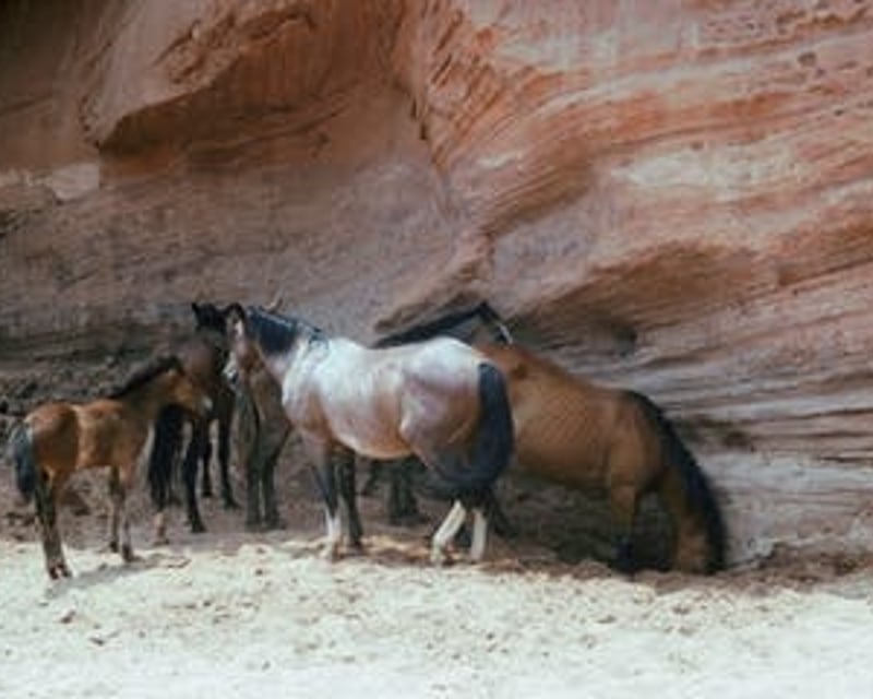 Canyon de Chelly Open-Vehicle Tour of Ruins & Petroglyphs