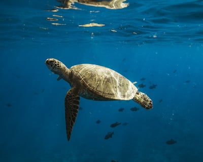 Waikiki Private Catamaran Charter & Reef Snorkel