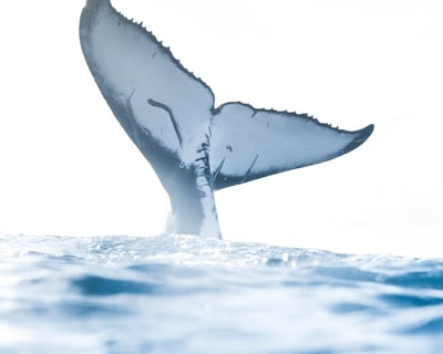 Private Whale-Watching Tour in Honolulu