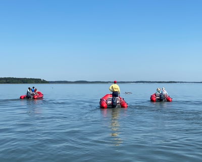 Hilton Head Dolphin Tour on Your Own Mini Boat