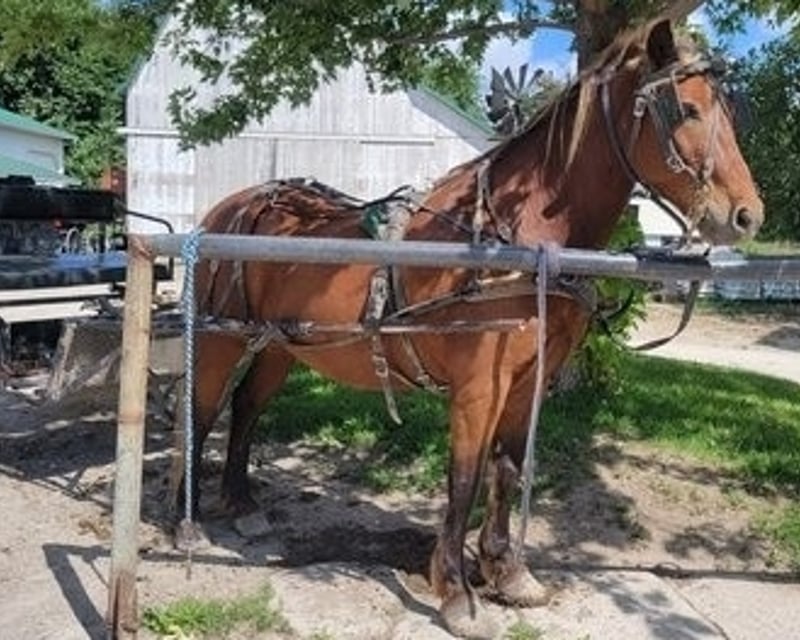 Amish Countryside Bus Tour in Kalona, Iowa