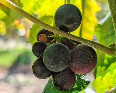 2-Vineyard Guided Tour From Asheville