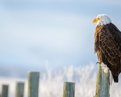 Jackson Wildlife Snowmobile Tour