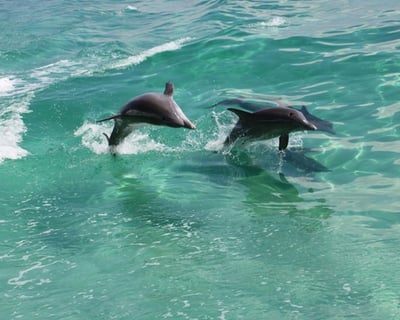 Cruise Pensacola Beach on a Morning Dolphin Cruise