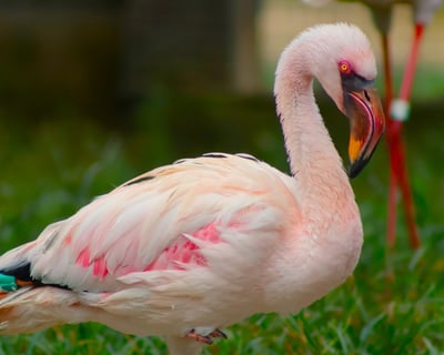 Chehaw Park Admission in Albany