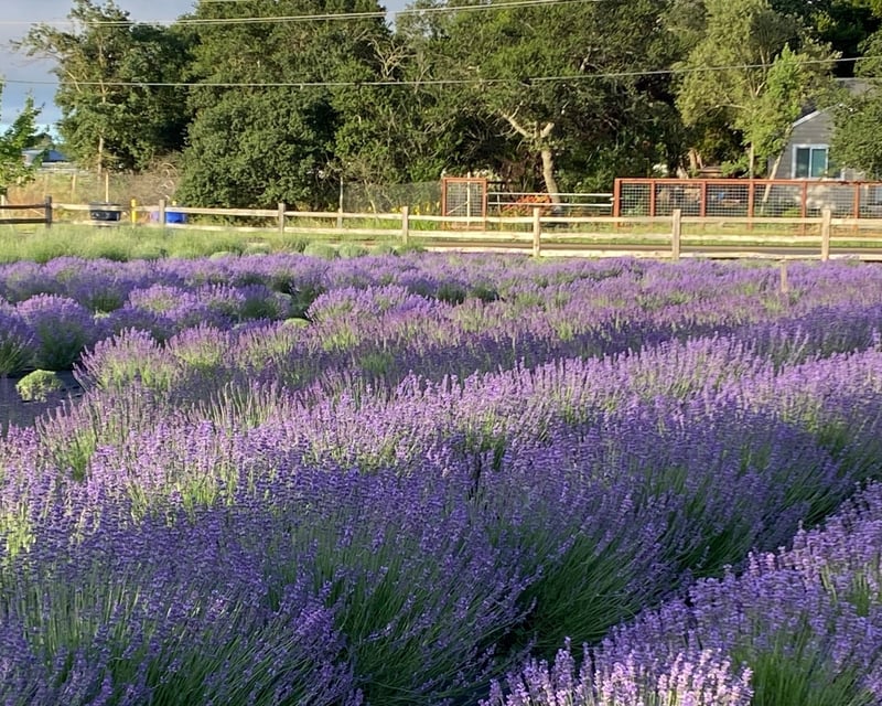 Lavender Farm & Olive Oil E-Bike Tour in Napa Valley