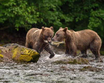 Juneau Brown Bear Viewing Tour