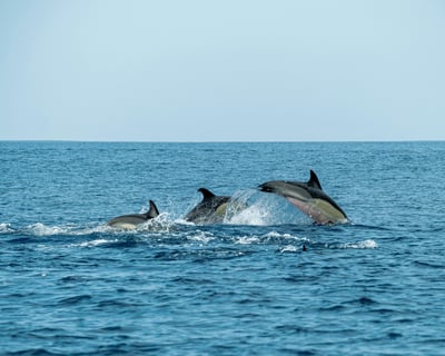 4-Hour Kona Coast Ocean Safari Cruise