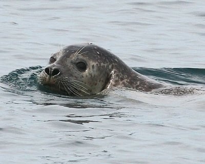 Private 2-Hour Scenic Cruise in Coastal Maine