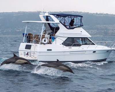 Dana Point 2-Hour Ash Scattering Charter