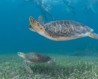 6-Hour Guided Snorkeling Tour From Fajardo