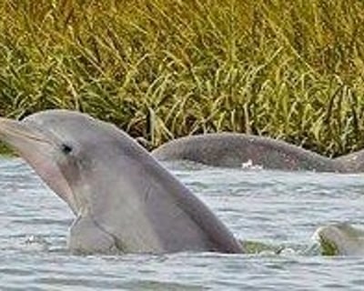 Hilton Head Island Dolphin & Nature Cruise