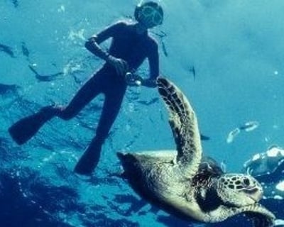 Guided Paddleboard & Snorkel Tour to Peanut Island
