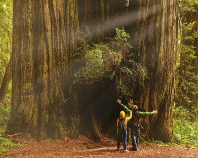 Tall Trees Grove Guided Hike