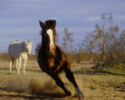 Meet the Animals in Joshua Tree 1-Hour Visit