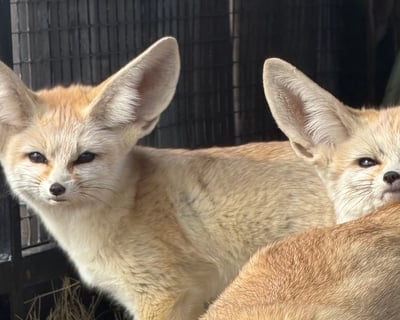 Private Safari Park Tour in Bonham