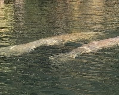 Homosassa Manatee Observation Cruise
