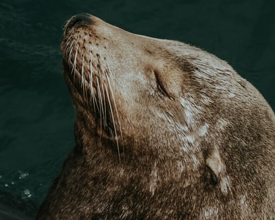 Guided Wildlife Kayak Tour of Tomales Bay