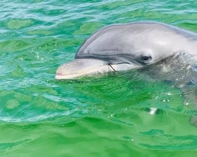 Pensacola Bay Private or Semi-Private Dolphin Cruise
