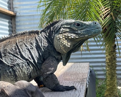 Explore Iguanaland Reptile Zoo General Admission