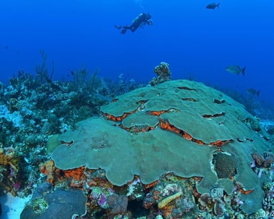 Guided SCUBA Dive & Snorkel Charter in Ceiba