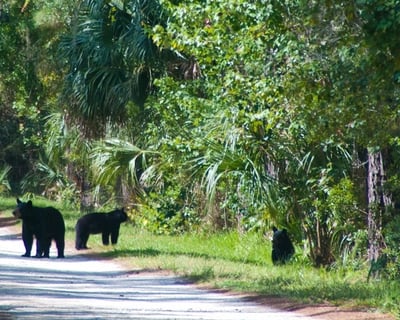Guided Black Bear Wilderness Hike in Seminole County