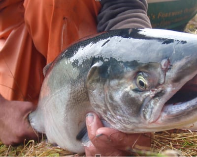6-Hour Salmon Fishing Charter Kenai Peninsula