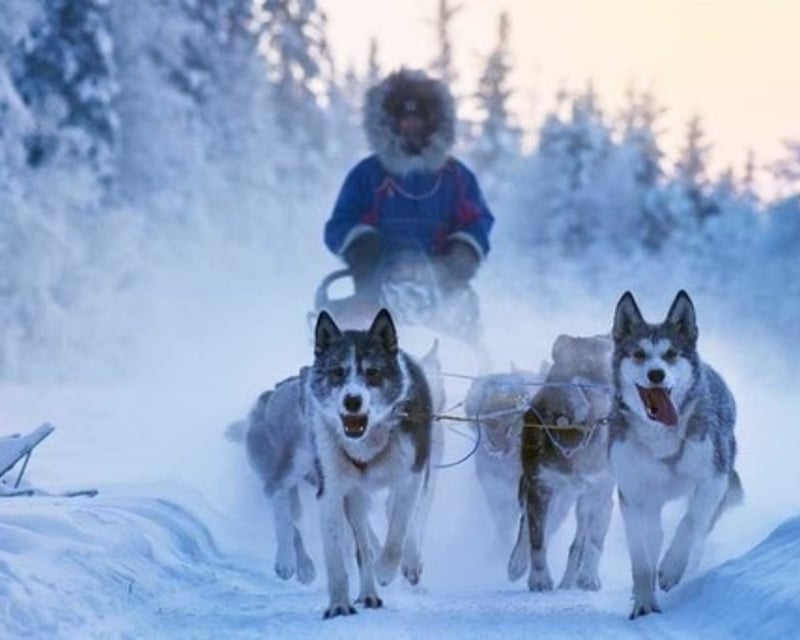 Fairbanks 2-Mile Dog Sled Ride