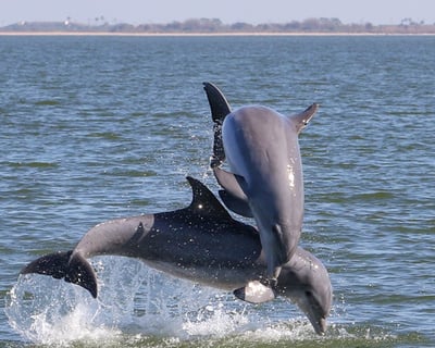Melbourne Private Dolphin Sightseeing Cruise