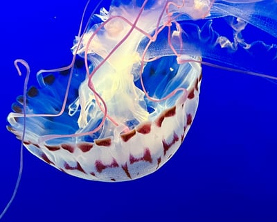 Monterey Bus Tour With Carmel-by-the-Sea