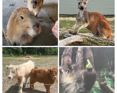 Kangaroo & Capybara Animal Visit in Ira Township