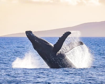 Ka'anapali 2.5-Hour Whale Watch