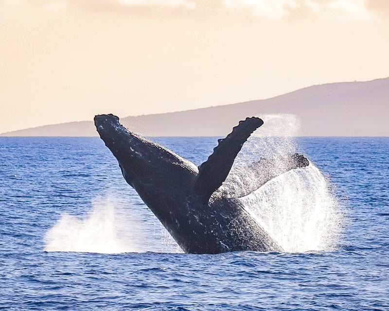 Ka'anapali 2.5-Hour Whale Watch