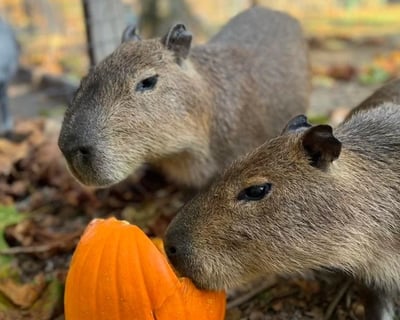 Capybara Encounter & Farm Tour in Bremen