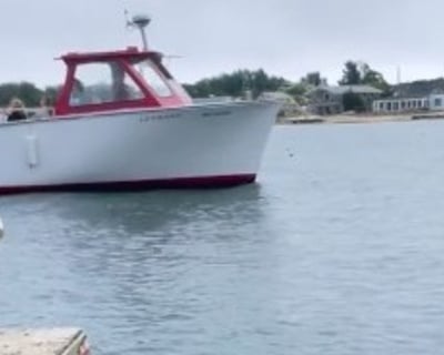 Explore Cottage City Oyster Farm 1-Hour Boat Tour